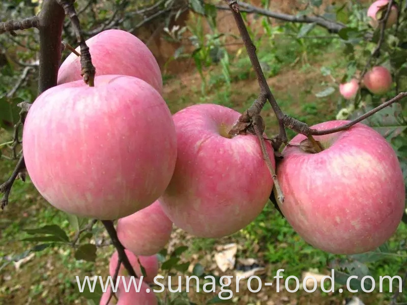 Export hot red star apples